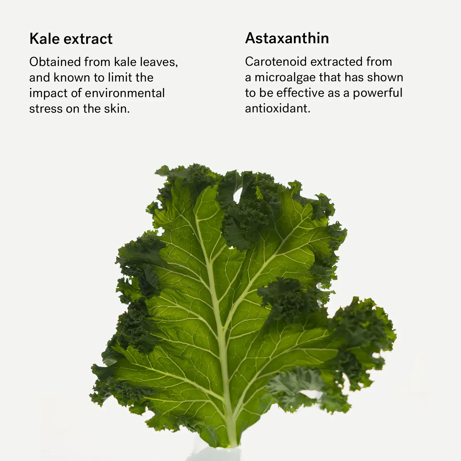 Antioxidant Moisturizer — with Carotenoids + Organic Lavender Extract