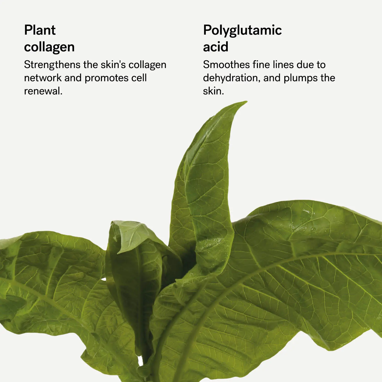 Smoothing Eye Contour Mask Set — 1% Plant Collagen + Polyglutamic Acid 3 Smoothing Eye Contour Mask Set — 1% Plant Collagen + Polyglutamic Acid