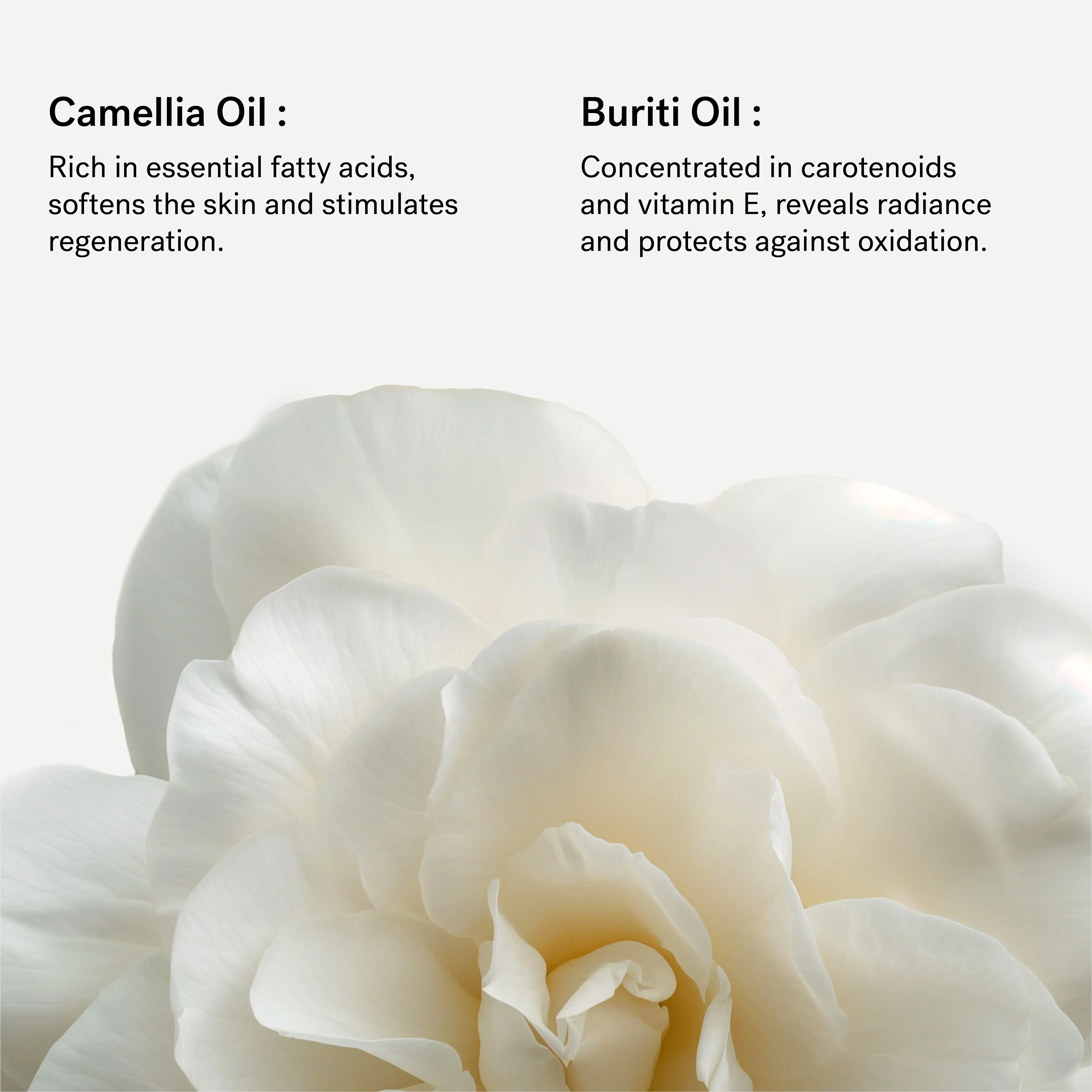 Cleansing Balm — with Organic Camellia Oil