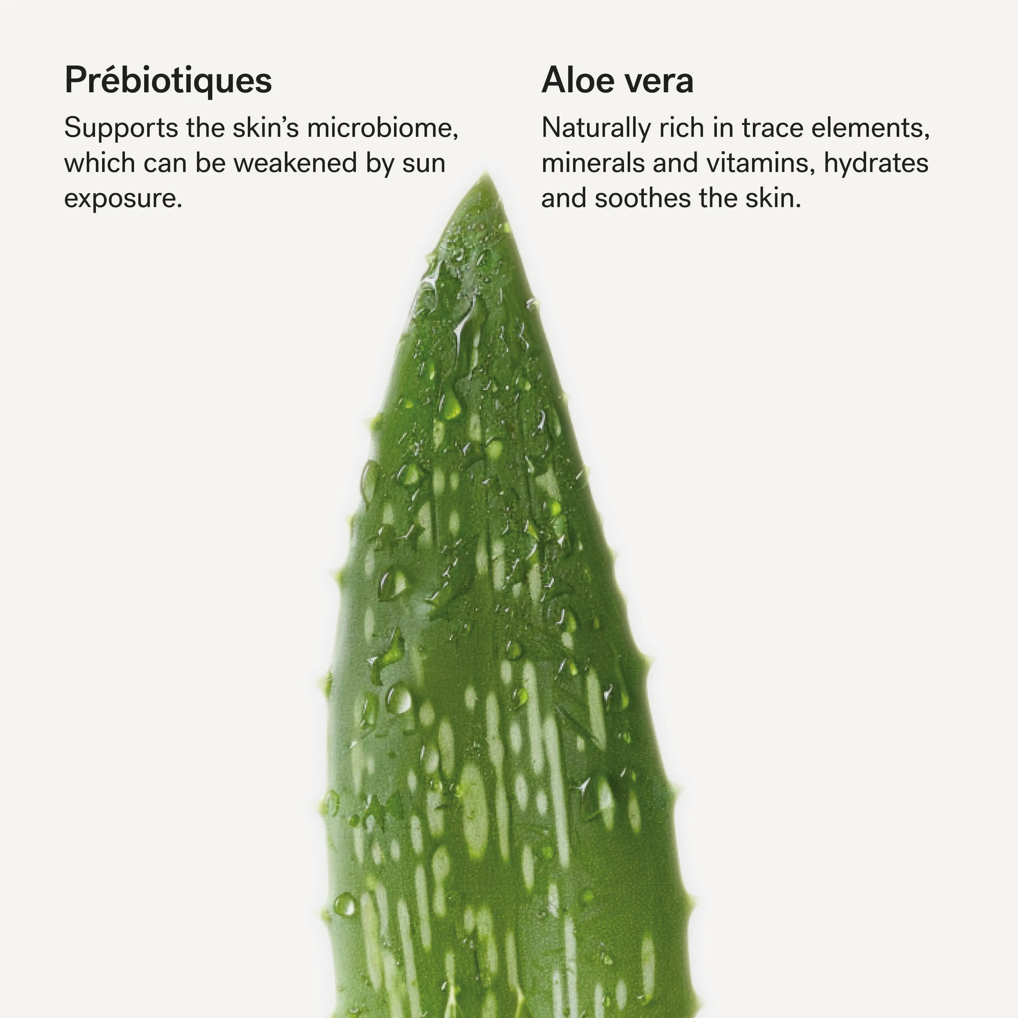After-sun Body Lotion — 1% Prebiotics + Aloe Vera