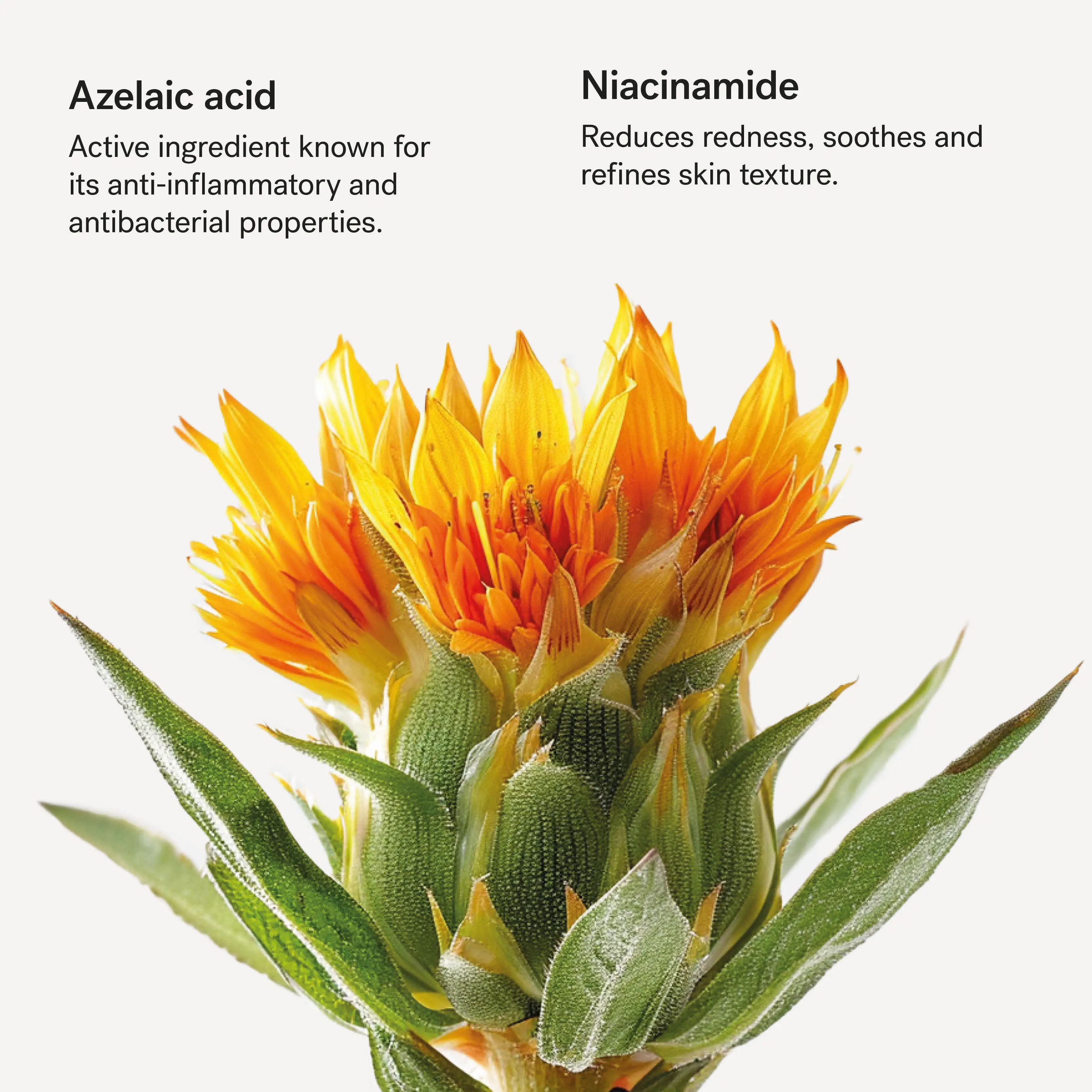 Redness Relief Face Moisturizer — Azelaic Acid 5% + Niacinamide