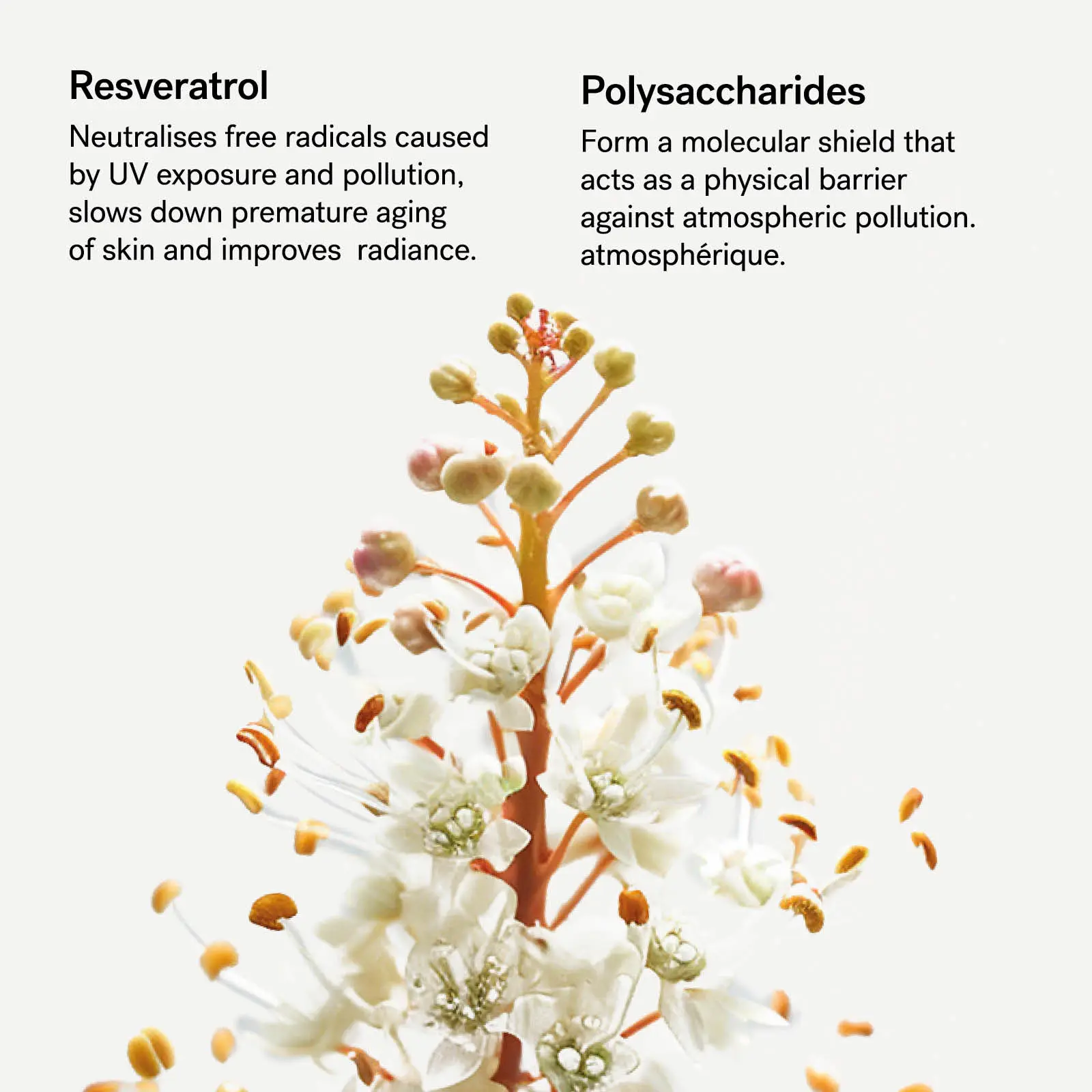 SPF 30 Urban Shield Serum — 1% Resveratrol + Polysaccharides 3 SPF 30 Urban Shield Serum — 1% Resveratrol + Polysaccharides